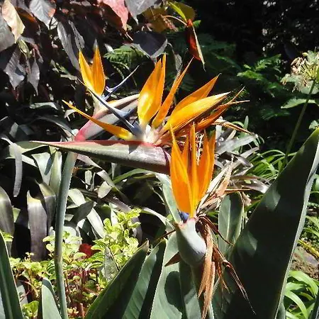 Pensjonat Casa Do Papagaio